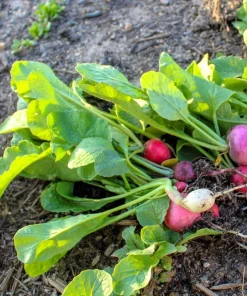 500 Mixed Colors Easter Egg Radish Seeds - Raphanus Sativus Vegetable Seeds - Image 7