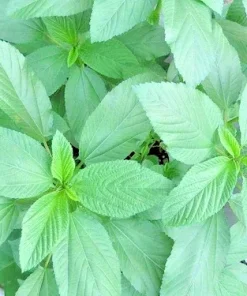 500+ Molokhia Egyptian Spinach Seeds - Rau Day, Saluyot, Heirloom, Non-GMO - Image 3