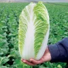 500+ Napa Cabbage Michihili Heading Chinese Cabbage Seeds - Non-GMO Fresh Garden Seeds - Image 1