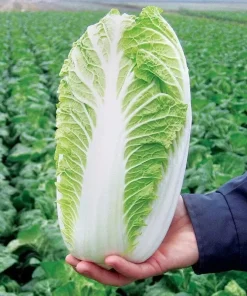 500+ Napa Cabbage Michihili Heading Chinese Cabbage Seeds - Non-GMO Fresh Garden Seeds - Image 1