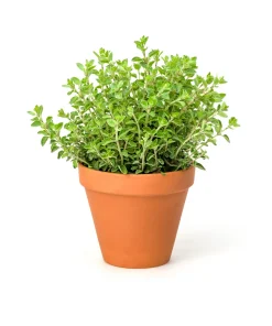 500 Oregano Origanum Vulgare Herb Seeds - Purple Butterfly Flowers - Image 10