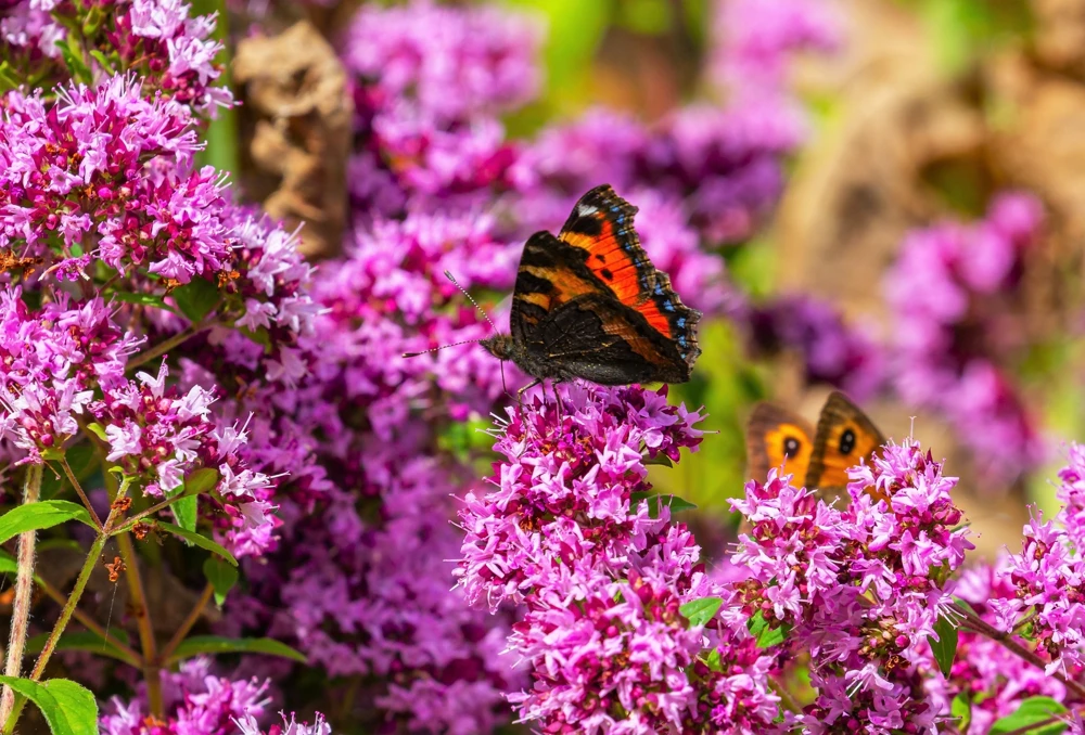 500 Oregano Origanum Vulgare Herb Seeds - Purple Butterfly Flowers - Image 2