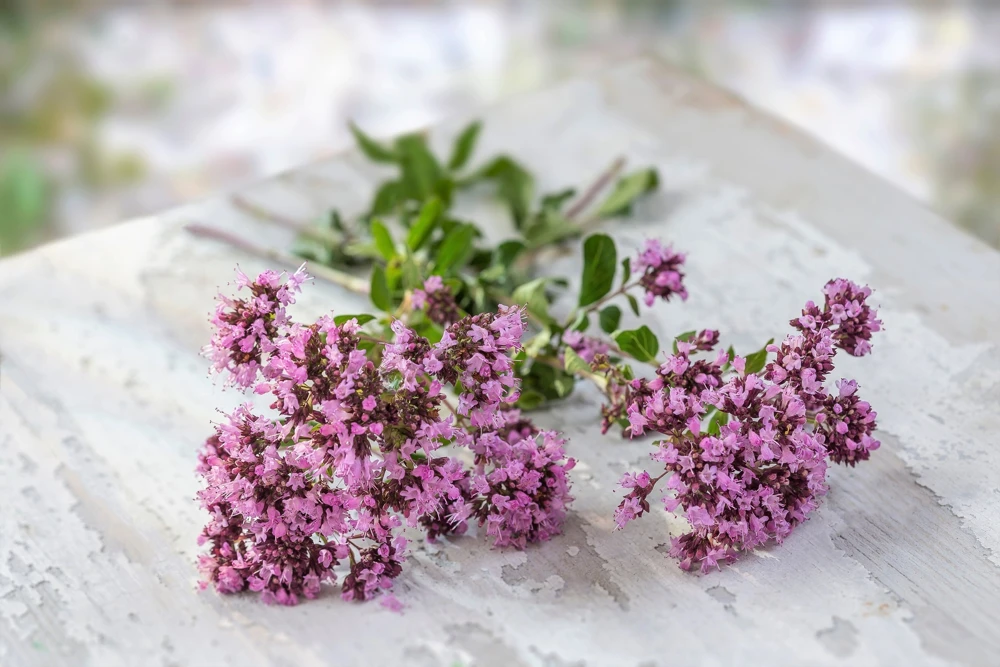 500 Oregano Origanum Vulgare Herb Seeds - Purple Butterfly Flowers - Image 3