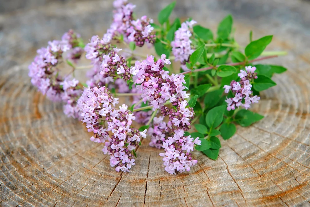 500 Oregano Origanum Vulgare Herb Seeds - Purple Butterfly Flowers - Image 6
