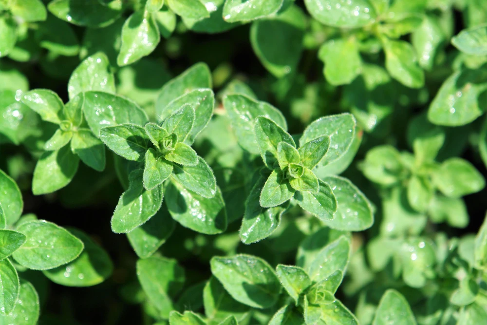 500 Oregano Origanum Vulgare Herb Seeds - Purple Butterfly Flowers - Image 7