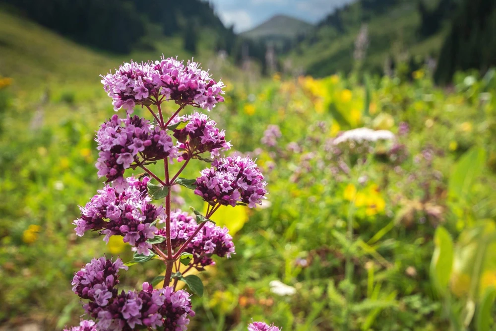 500 Oregano Origanum Vulgare Herb Seeds - Purple Butterfly Flowers - Image 8