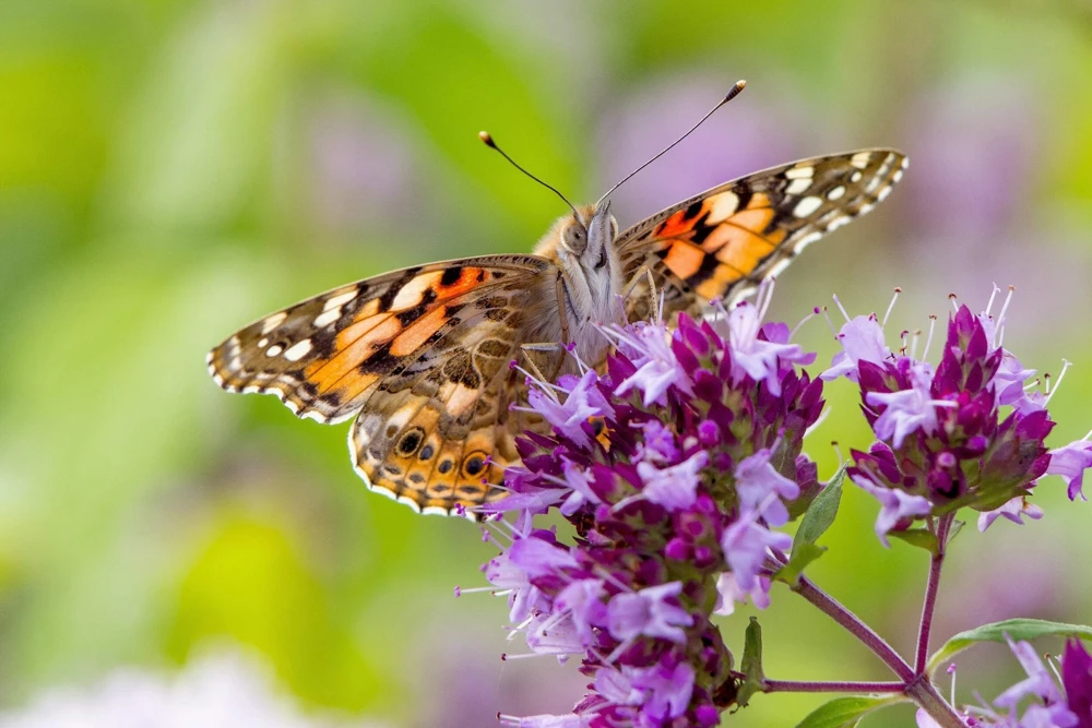 500 Oregano Origanum Vulgare Herb Seeds - Purple Butterfly Flowers - Image 9