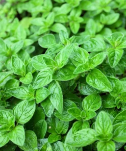 500 Oregano Origanum Vulgare Herb Seeds - Purple Butterfly Flowers - Image 1
