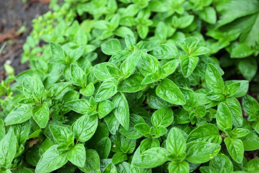 500 Oregano Origanum Vulgare Herb Seeds - Purple Butterfly Flowers - Image 1