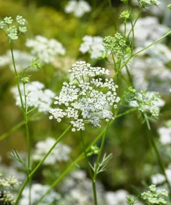 500 Organic Cumin Herb Flower Seeds - Cuminum Cyminum - Spice Garden - Image 4
