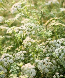 500 Organic Cumin Herb Flower Seeds - Cuminum Cyminum - Spice Garden - Image 5
