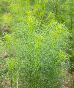 500 Organic Cumin Herb Flower Seeds - Cuminum Cyminum - Spice Garden - Image 6