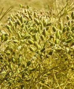500 Organic Cumin Herb Flower Seeds - Cuminum Cyminum - Spice Garden - Image 7