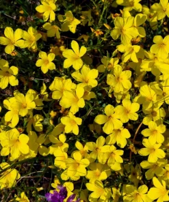 500 Organic Golden Flax Seeds - Yellow Linseed Flower Seeds - Linum Flavum - Image 10