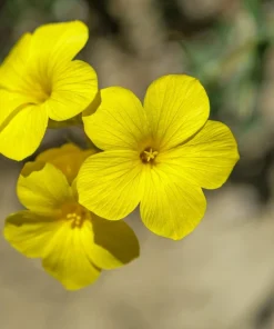 500 Organic Golden Flax Seeds - Yellow Linseed Flower Seeds - Linum Flavum - Image 11