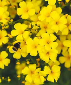 500 Organic Golden Flax Seeds - Yellow Linseed Flower Seeds - Linum Flavum - Image 2