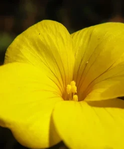 500 Organic Golden Flax Seeds - Yellow Linseed Flower Seeds - Linum Flavum - Image 4