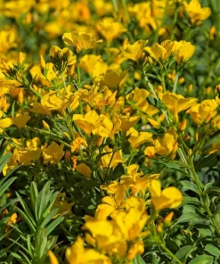 500 Organic Golden Flax Seeds - Yellow Linseed Flower Seeds - Linum Flavum - Image 5