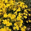 500 Organic Golden Flax Seeds - Yellow Linseed Flower Seeds - Linum Flavum - Image 1
