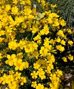 500 Organic Golden Flax Seeds - Yellow Linseed Flower Seeds - Linum Flavum - Image 1