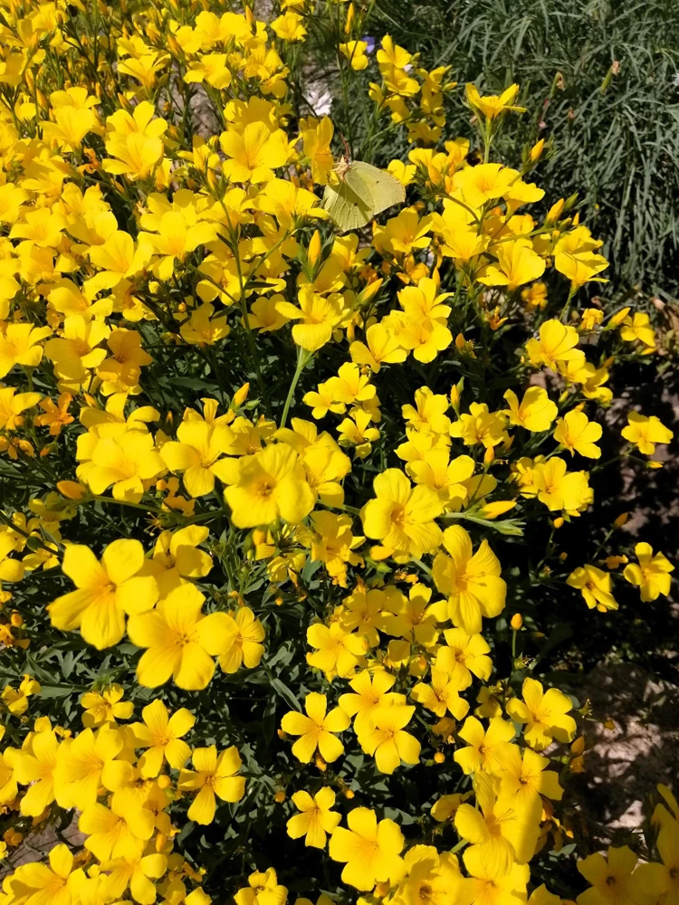 Flower Seeds