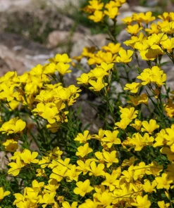 500 Organic Golden Flax Seeds - Yellow Linseed Flower Seeds - Linum Flavum - Image 6