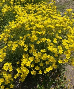 500 Organic Golden Flax Seeds - Yellow Linseed Flower Seeds - Linum Flavum - Image 7