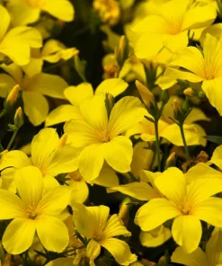500 Organic Golden Flax Seeds - Yellow Linseed Flower Seeds - Linum Flavum - Image 8