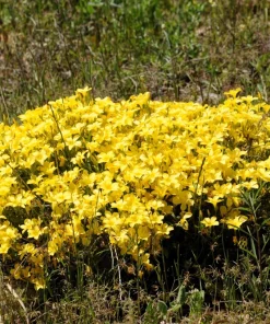500 Organic Golden Flax Seeds - Yellow Linseed Flower Seeds - Linum Flavum - Image 9