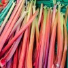 500 Organic Redventure Celery Seeds - Apium Graveolens Herb Vegetable Stalk - Image 1