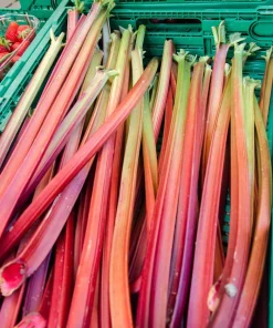 500 Organic Redventure Celery Seeds - Apium Graveolens Herb Vegetable Stalk - Image 1