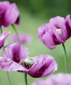 500 Organic Turkish Blue Poppy Seeds – Heirloom Papaver Purple to Red Flower Seeds - Image 10