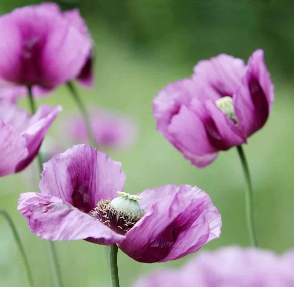 500 Organic Turkish Blue Poppy Seeds – Heirloom Papaver Purple to Red Flower Seeds - Image 10