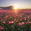 500 Organic Turkish Blue Poppy Seeds – Heirloom Papaver Purple to Red Flower Seeds - Image 1