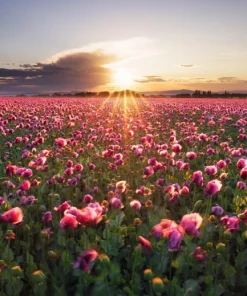 500 Organic Turkish Blue Poppy Seeds – Heirloom Papaver Purple to Red Flower Seeds - Image 1