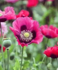 500 Organic Turkish Blue Poppy Seeds – Heirloom Papaver Purple to Red Flower Seeds - Image 2