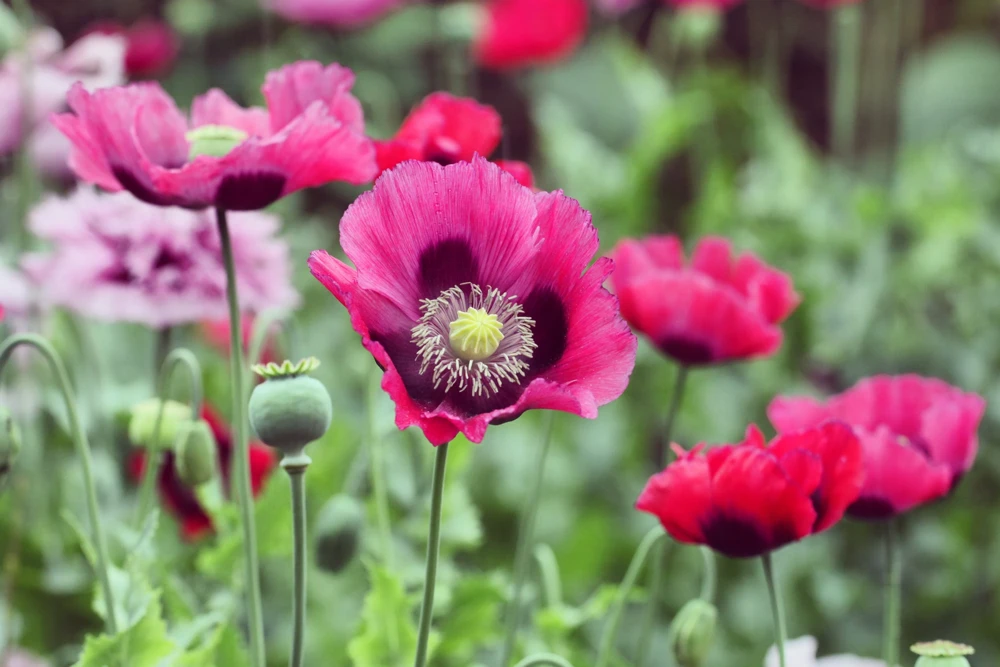 500 Organic Turkish Blue Poppy Seeds – Heirloom Papaver Purple to Red Flower Seeds - Image 2