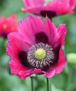 500 Organic Turkish Blue Poppy Seeds – Heirloom Papaver Purple to Red Flower Seeds - Image 3