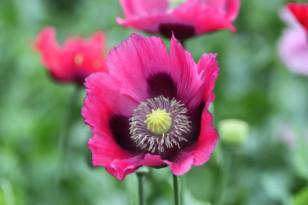 500 Organic Turkish Blue Poppy Seeds – Heirloom Papaver Purple to Red Flower Seeds - Image 3