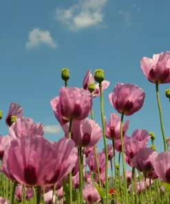 500 Organic Turkish Blue Poppy Seeds – Heirloom Papaver Purple to Red Flower Seeds - Image 4