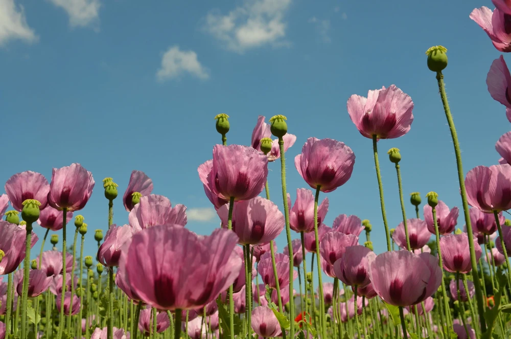 500 Organic Turkish Blue Poppy Seeds – Heirloom Papaver Purple to Red Flower Seeds - Image 4
