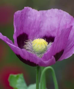 500 Organic Turkish Blue Poppy Seeds – Heirloom Papaver Purple to Red Flower Seeds - Image 5