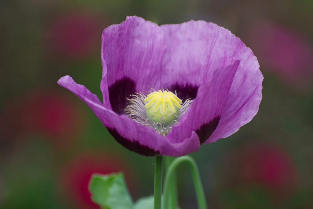 500 Organic Turkish Blue Poppy Seeds – Heirloom Papaver Purple to Red Flower Seeds - Image 5