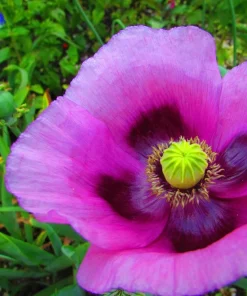 500 Organic Turkish Blue Poppy Seeds – Heirloom Papaver Purple to Red Flower Seeds - Image 6