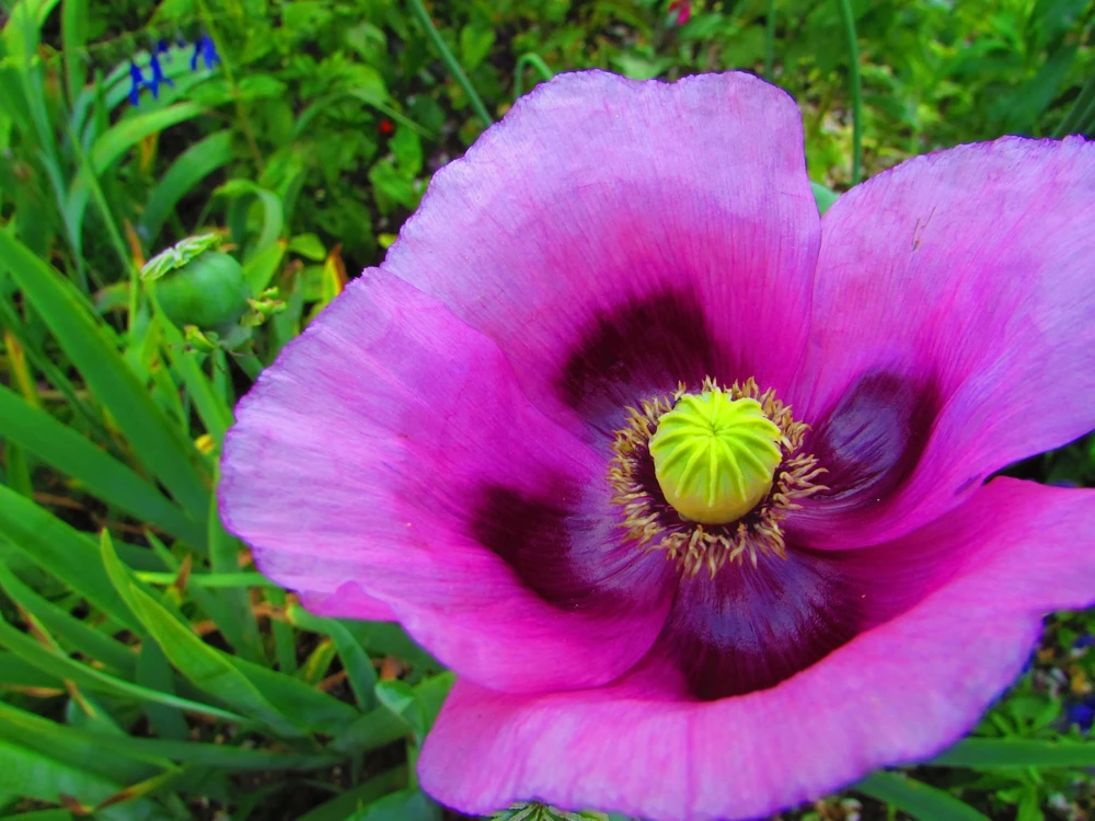 500 Organic Turkish Blue Poppy Seeds – Heirloom Papaver Purple to Red Flower Seeds - Image 6