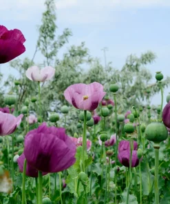 500 Organic Turkish Blue Poppy Seeds – Heirloom Papaver Purple to Red Flower Seeds - Image 7
