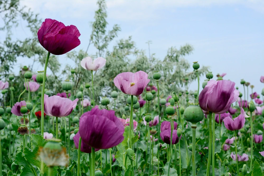 500 Organic Turkish Blue Poppy Seeds – Heirloom Papaver Purple to Red Flower Seeds - Image 7