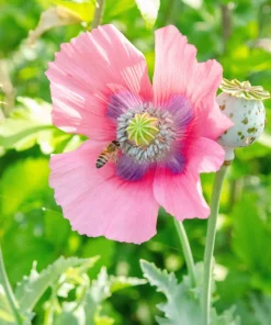 500 Organic Turkish Blue Poppy Seeds – Heirloom Papaver Purple to Red Flower Seeds - Image 8