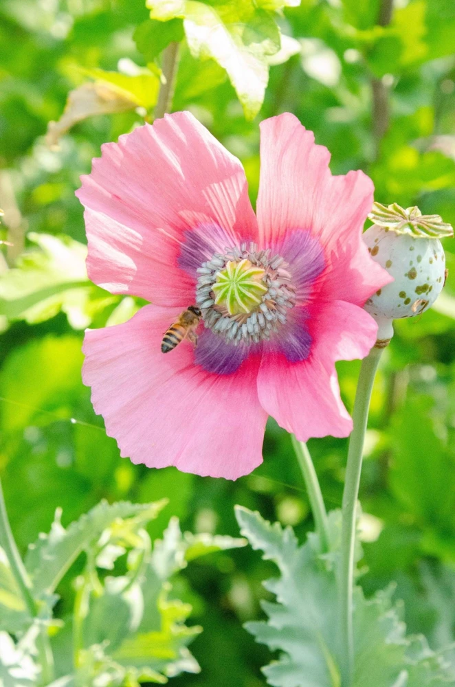 500 Organic Turkish Blue Poppy Seeds – Heirloom Papaver Purple to Red Flower Seeds - Image 8