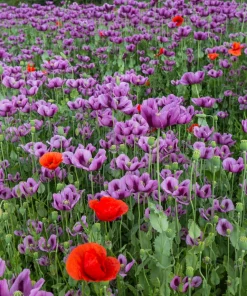 500 Organic Turkish Blue Poppy Seeds – Heirloom Papaver Purple to Red Flower Seeds - Image 9
